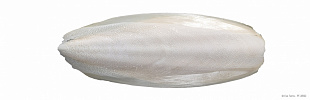 Панцирь каракатицы 12 см (натуральный), шт